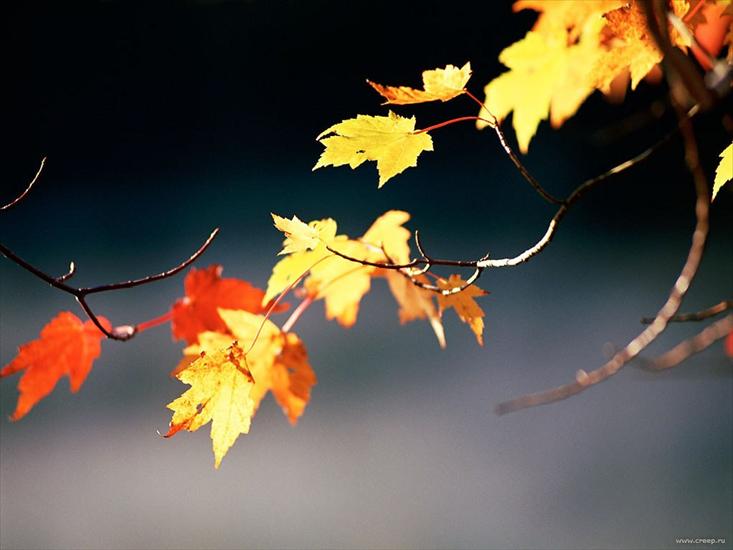 Jesień - liście.jpg