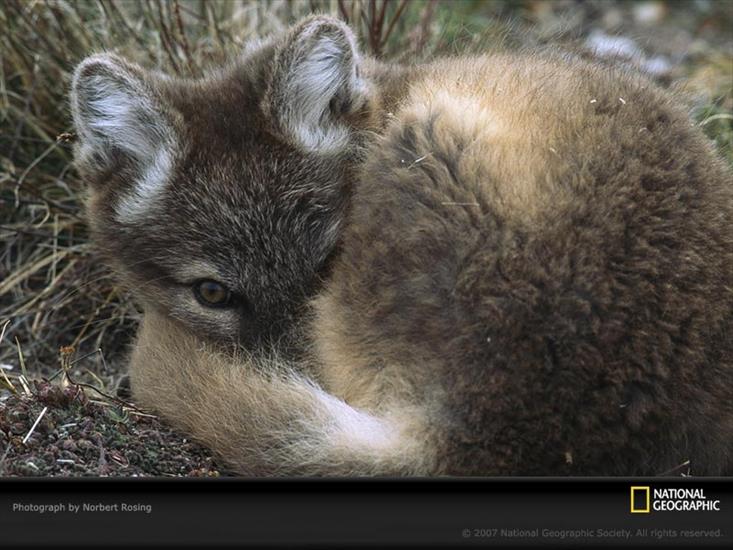 wilki - arctic-fox-pup-canada-762529-sw.jpg