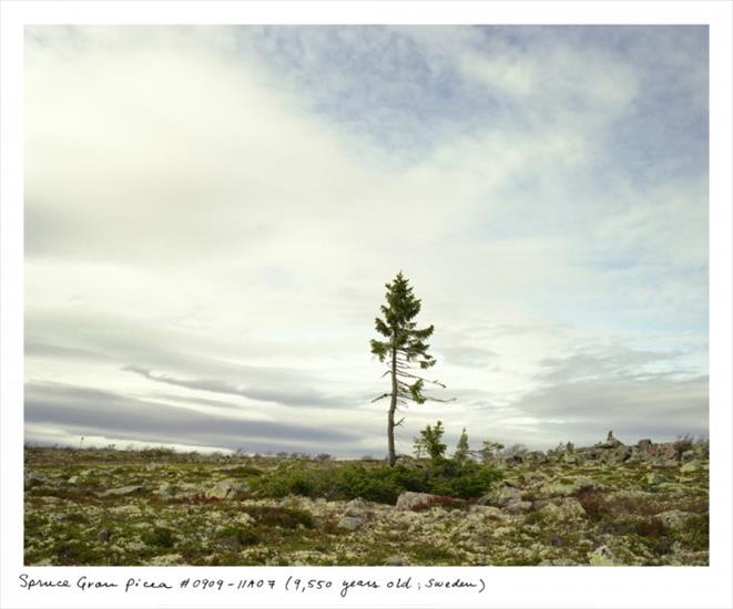 NAJSTARSZE DRZEWA NA ŚWIECIE W FOTOGRAFII RACHEL SUSSMAN - Old Tjikko na północy Szwecji.jpg