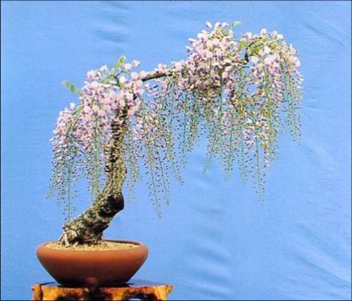 drzewka bonsai - 45.jpg