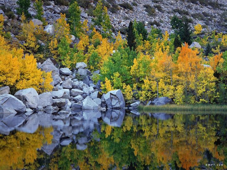 PRZYRODA MORSKAHD - Autumn Color, Eastern Sierra, California.jpg