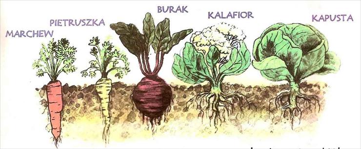 biologia-przyroda - warzywa.jpg