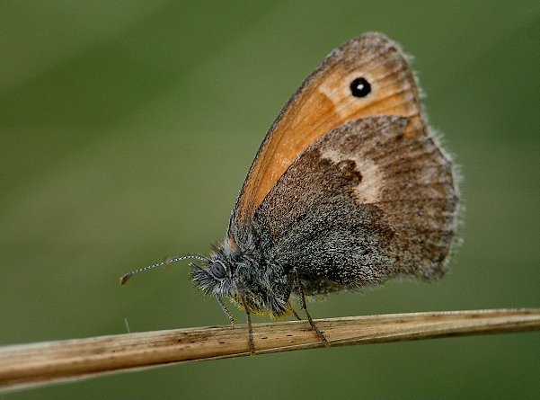 MAKROFOTO  MOTYLE - Strzępotek Ruczajnik Coenonympha Pamphilus.jpg