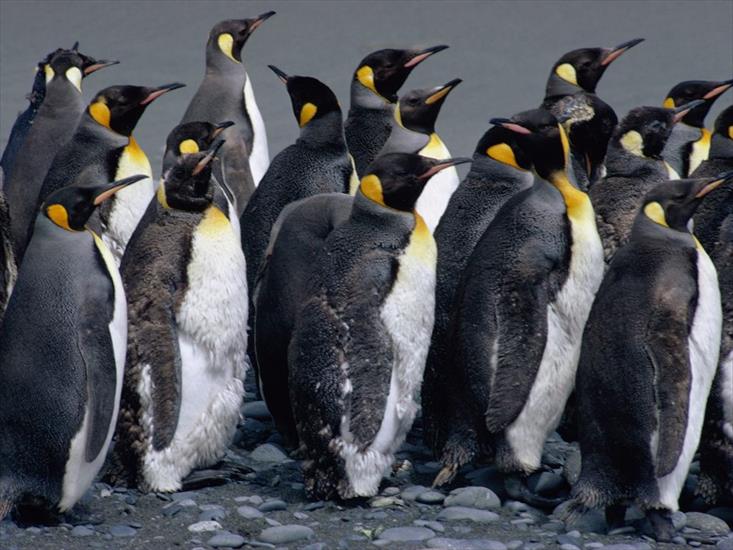 pingwiny - pingwiny cesarskie.jpg