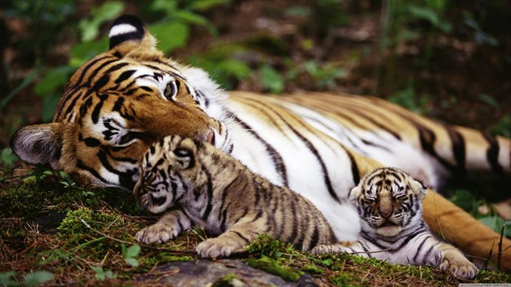 Tapety 4K 3840x2160 - tiger_with_cubs.jpg