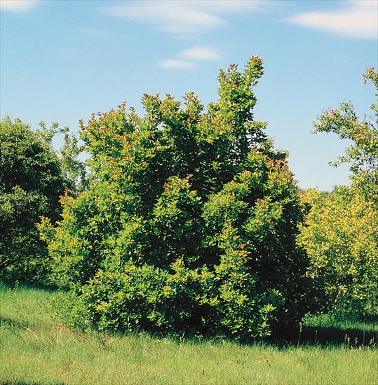 Szata roślinna - Acer tataricum - klon tatarski - pokrój.jpg