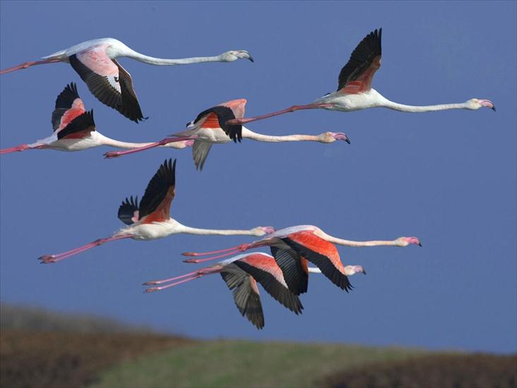 flamingi - flamingi.bmp