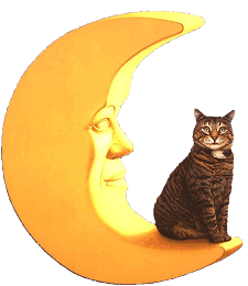 gify - księżycowy kotek.gif