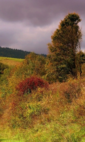 Krajobraz - jesien9.jpg
