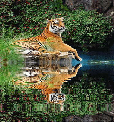 III - tygrys.gif