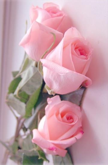 Piękne Róże - saw.jpg