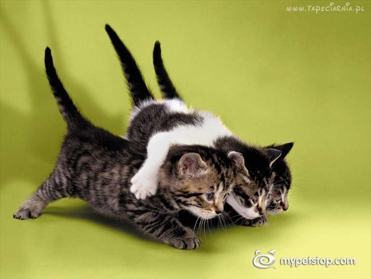 Tapety domowych kotow - 197_kotki.jpg