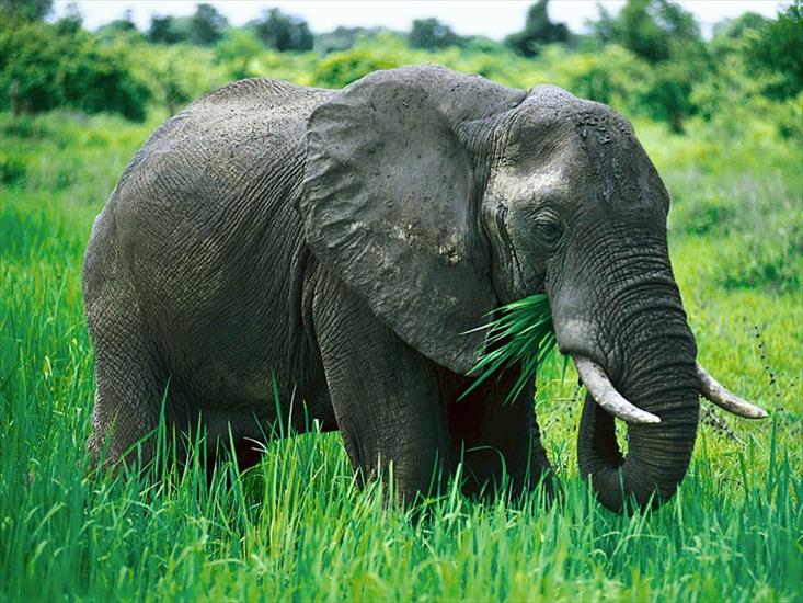 zwierzęta - słoń feeding_on_grass_zambia_800x600-800x600.jpg