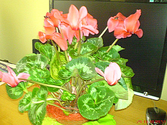 Moje kwiaty - DSC02934.JPG