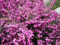Ogród i działka - rozowe-kwiaty-wrzosiec_60.jpg