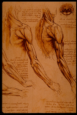 Leonardo Da Vinci - Anatomy Sketches - sc61.gif
