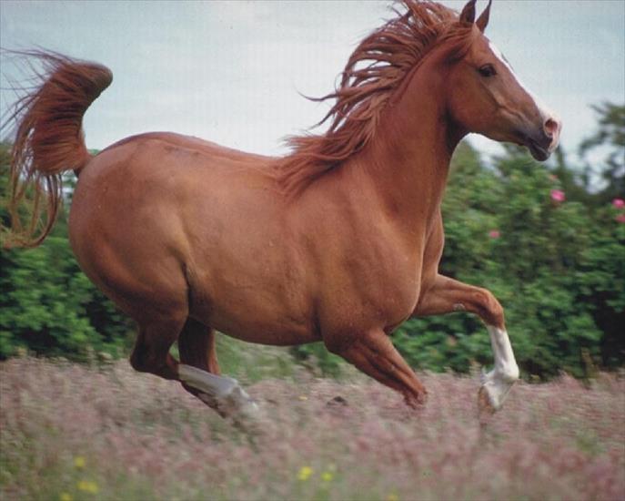 Konie - zwierzeta-konie-1280-3476.jpg