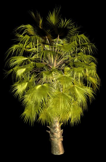 PNG-PALMY 1 - R11 - Palms - 2013 - 038.png