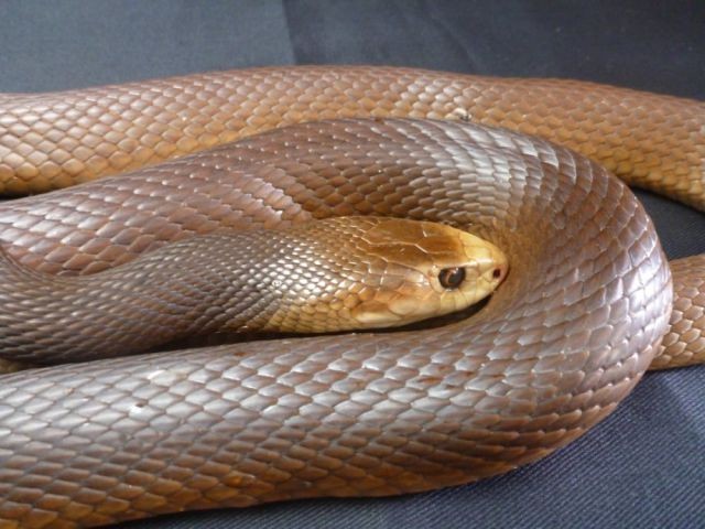 Węże, żmije - Tajpan australijski.jpg