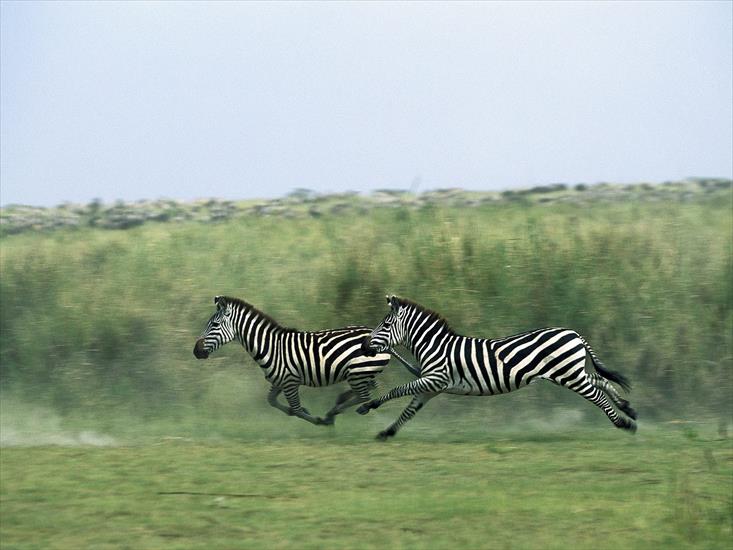 zebry - zebry.jpg