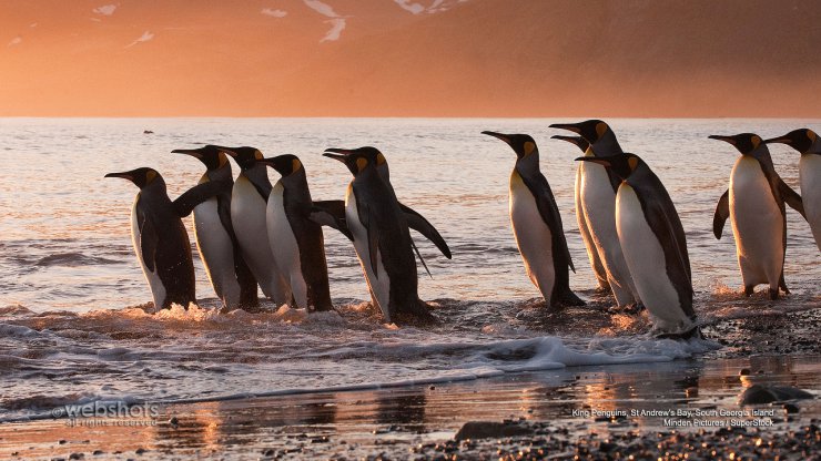 Ptaki - King Penguins, St. Andrews Bay, South Georgia Island.jpg