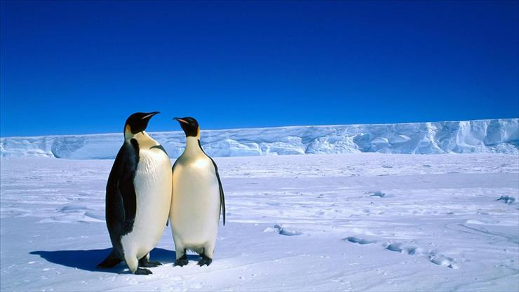 Tapety HD - penguins_antarctica-1920x1080.jpg