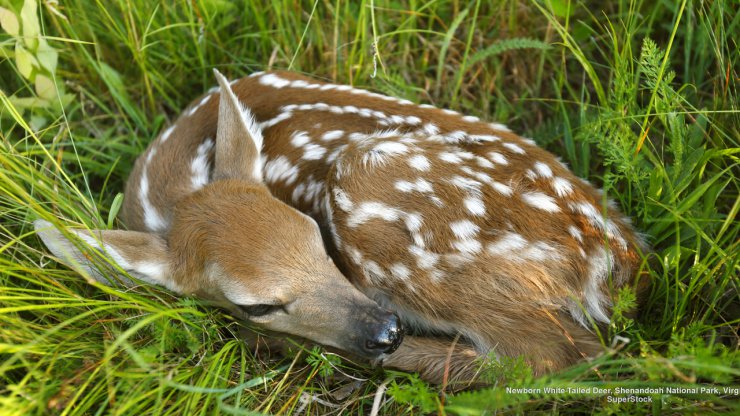 Zwierzęta - Newborn White-Tailed Deer, Shenandoah National Park, Virginia.jpg