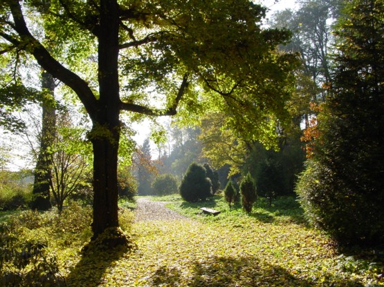 Arboretum - Bolestraszyce - DSC00219.JPG