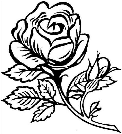 kabzluch - róża1.jpg