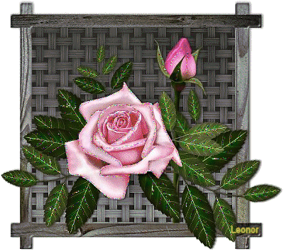  róże - ros136a.gif
