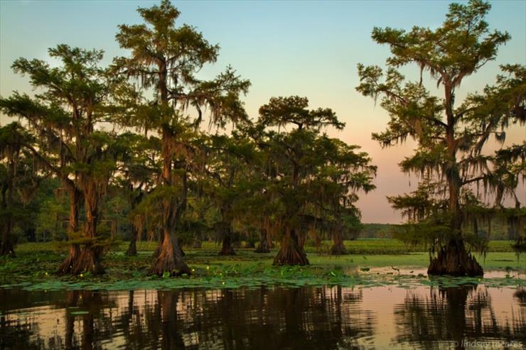 Jezioro Caddo-Luizjana-Teksas - izumitelnyie-kiparisyi-ozera-kaddo_16.jpg
