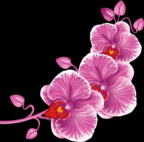 Clipart orchids on a transparent background - 22.png